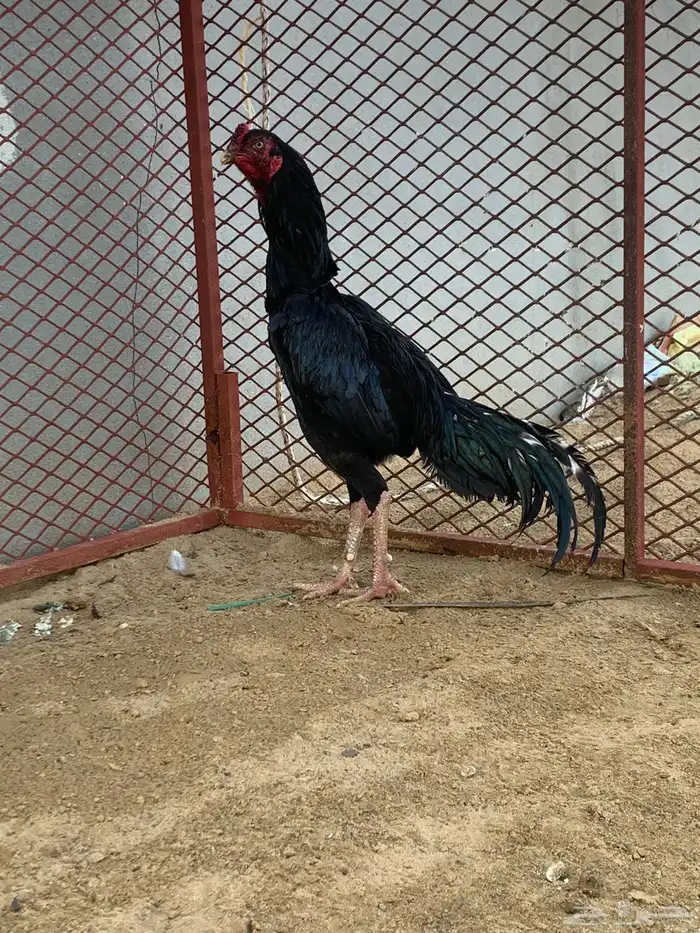ديك ودجاجة باكستاني شرط 3
