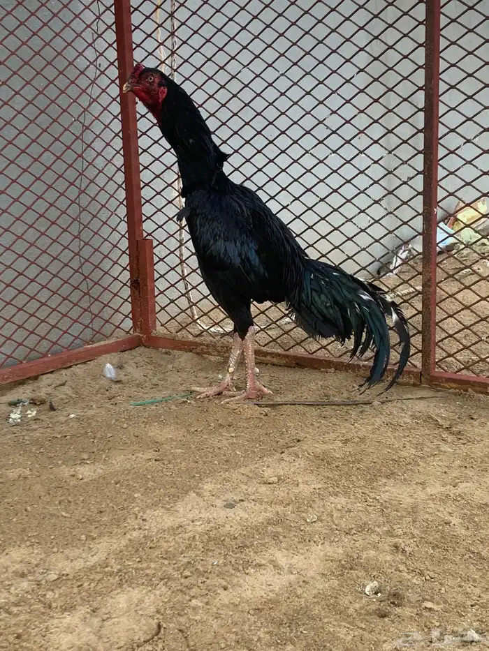 ديك ودجاجة باكستاني شرط 2
