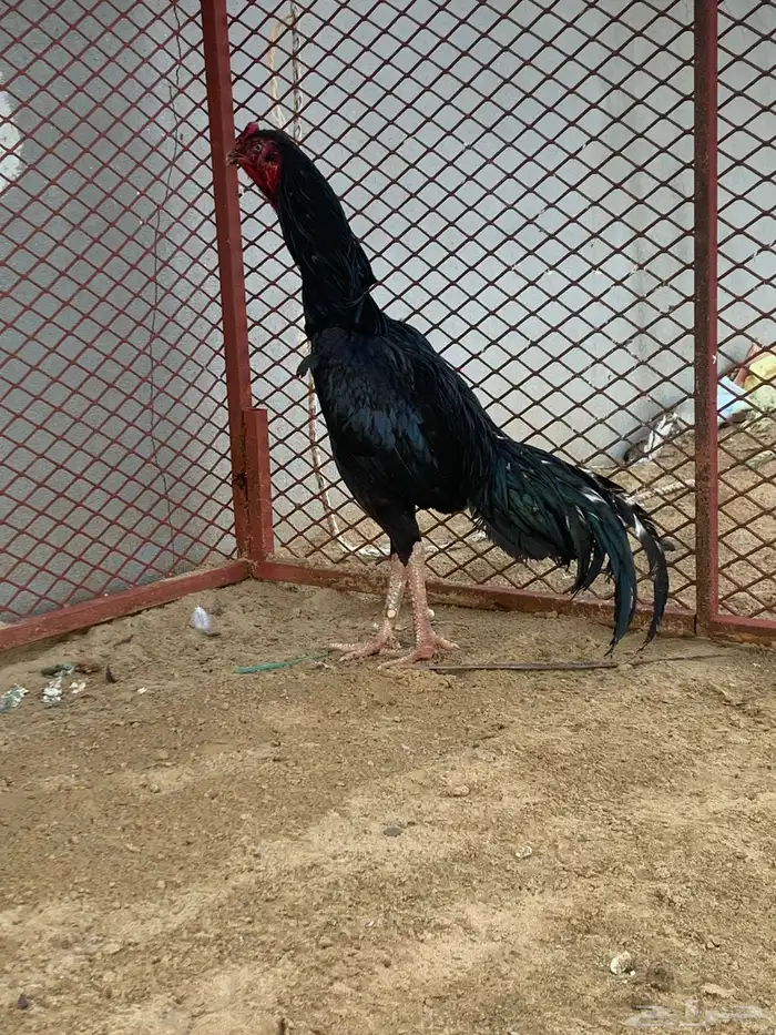 ديك ودجاجة باكستاني شرط 0