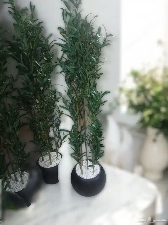 شجرة الزيتون 1