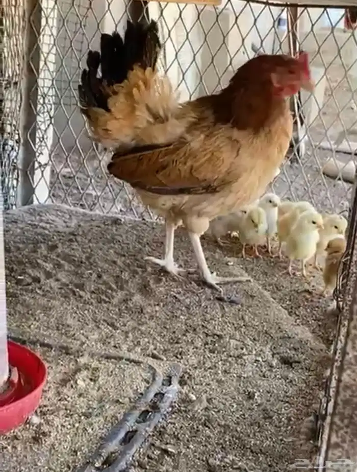دجاج بلدي حظان مع صيصانها 0