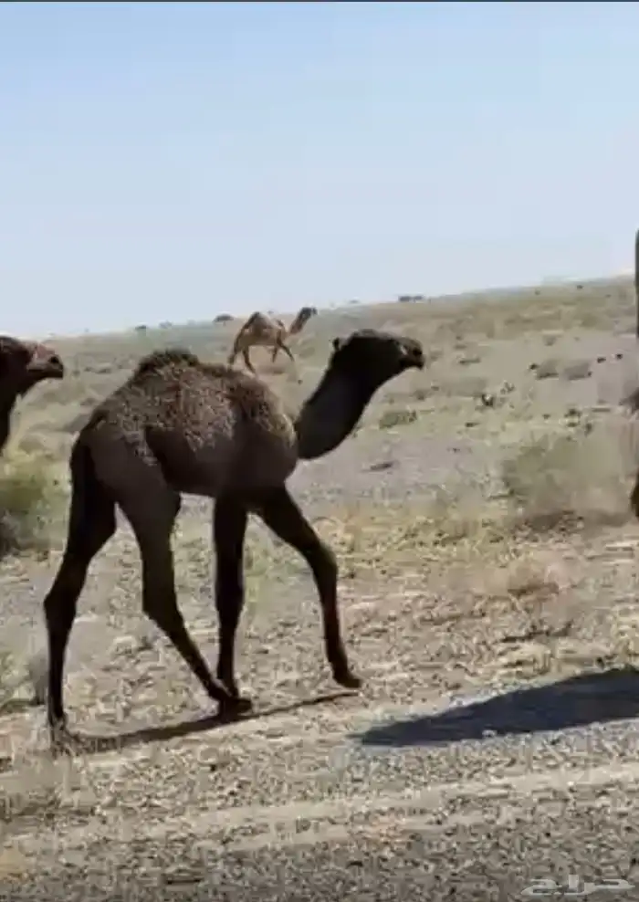 للبيع ناقه صفرا خلفه 1
