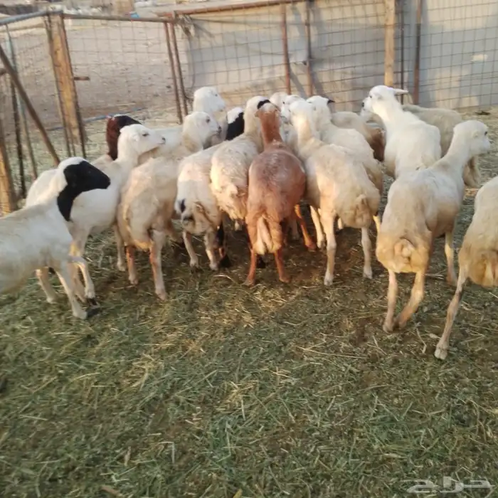 رخال رفيديات 1