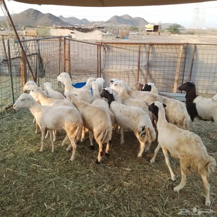 رخال رفيديات 3