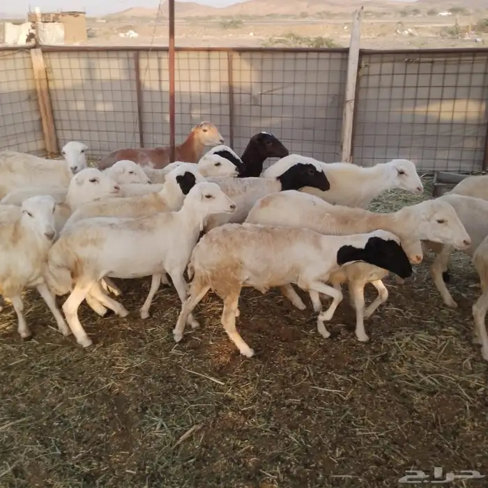 رخال رفيديات 0