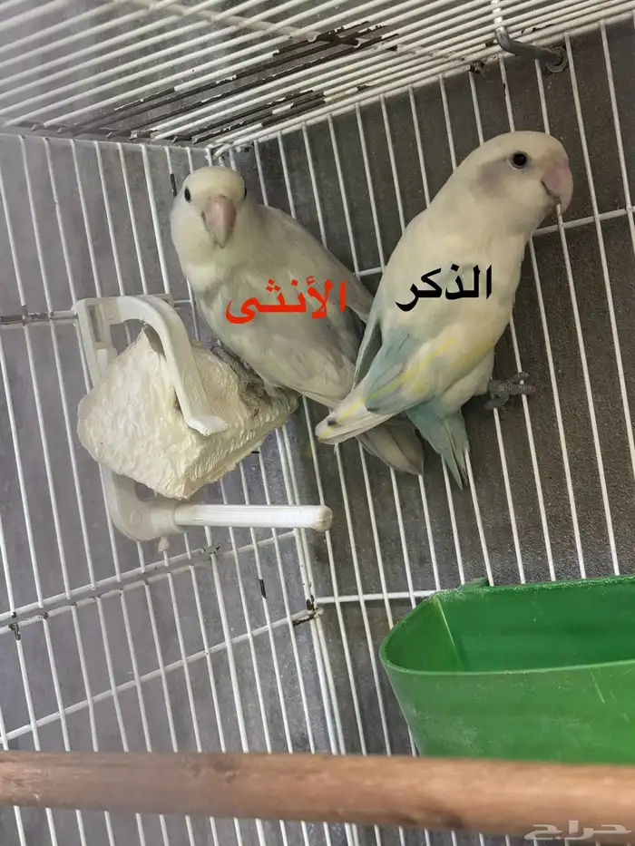 جوز روز للبيع 250 بدون ملحقات 7