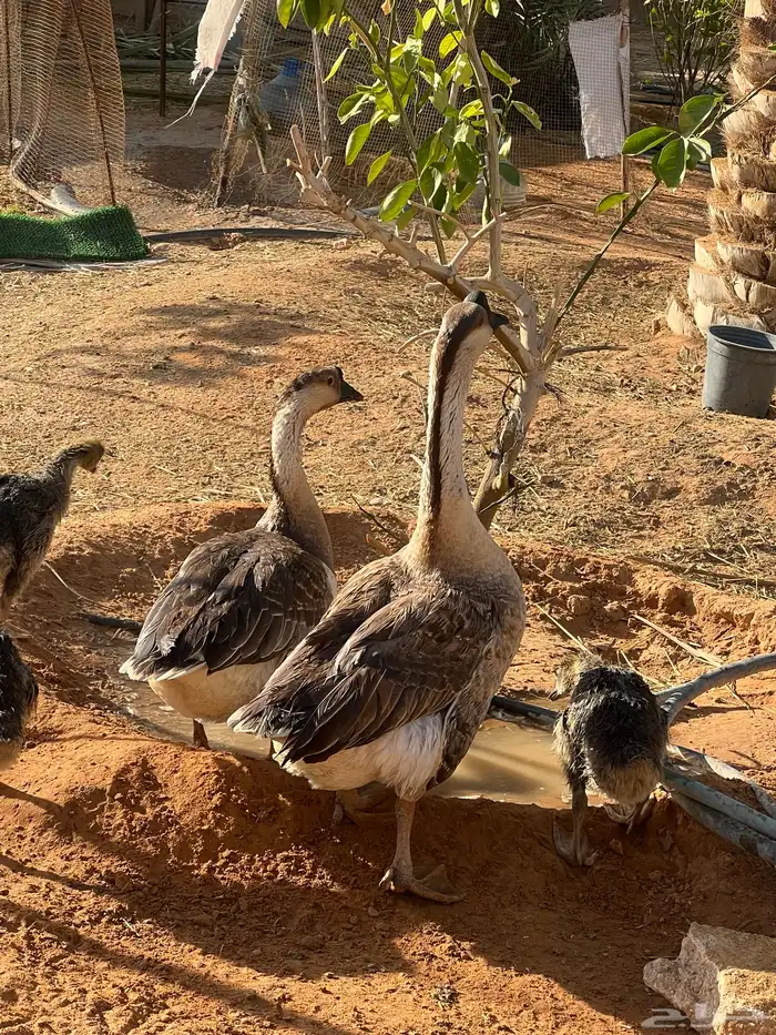 فروخ وز عراقي اصيل 4
