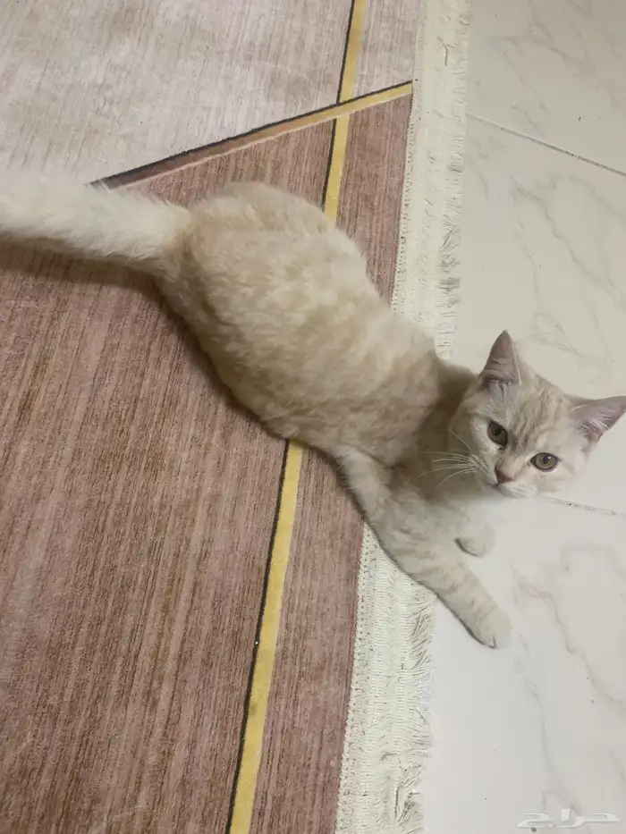 بسه للبيع 1