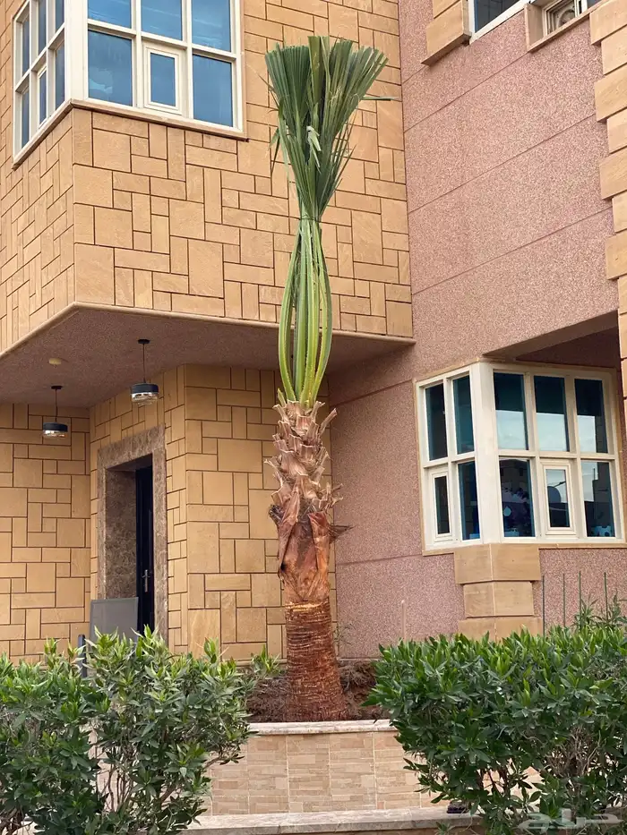 نخل واشنطن زينه 1