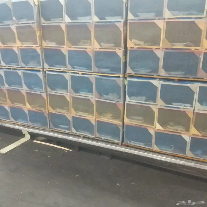 نحل مرزوم مستورد 0