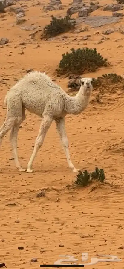 حاشي لباني حوار العمر حول 3شهور 2