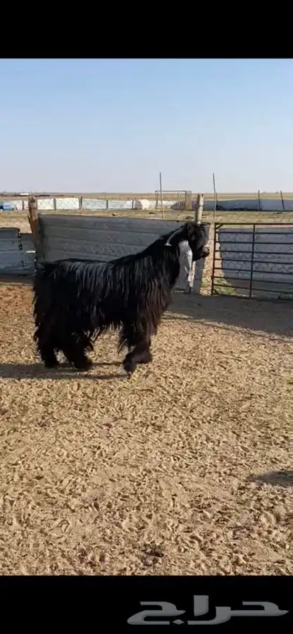 للبيع فحل خصم رباع شرط القريع 2
