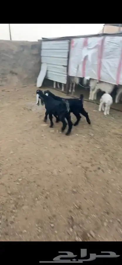 تيوس لباني 3