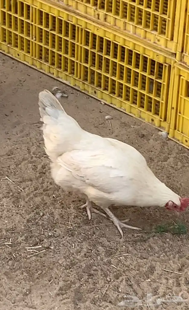 دجاج فرنسي كولمبي 5