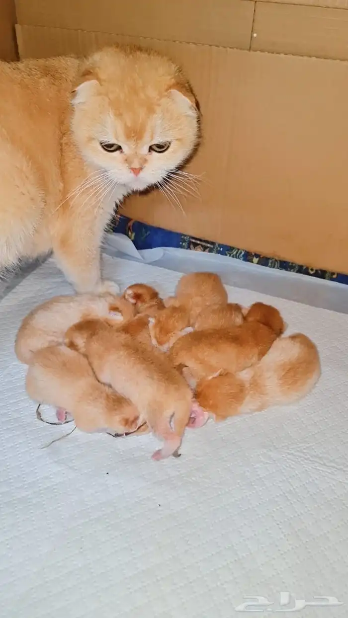 عرض الاجازه للتزاوج بسعر200 قط برتش يوجد كتن للبيع 9