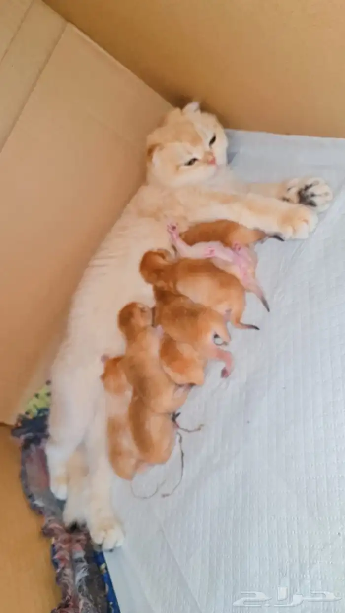 عرض الاجازه للتزاوج بسعر200 قط برتش يوجد كتن للبيع 8