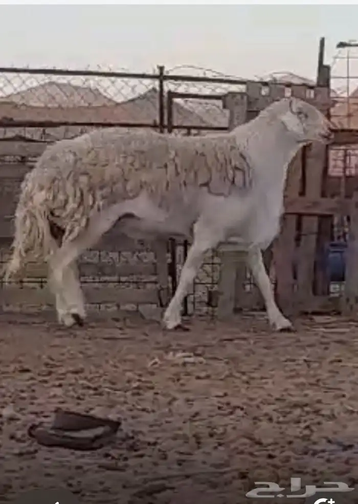 فحل حري صنف فاخر ومنتج 1