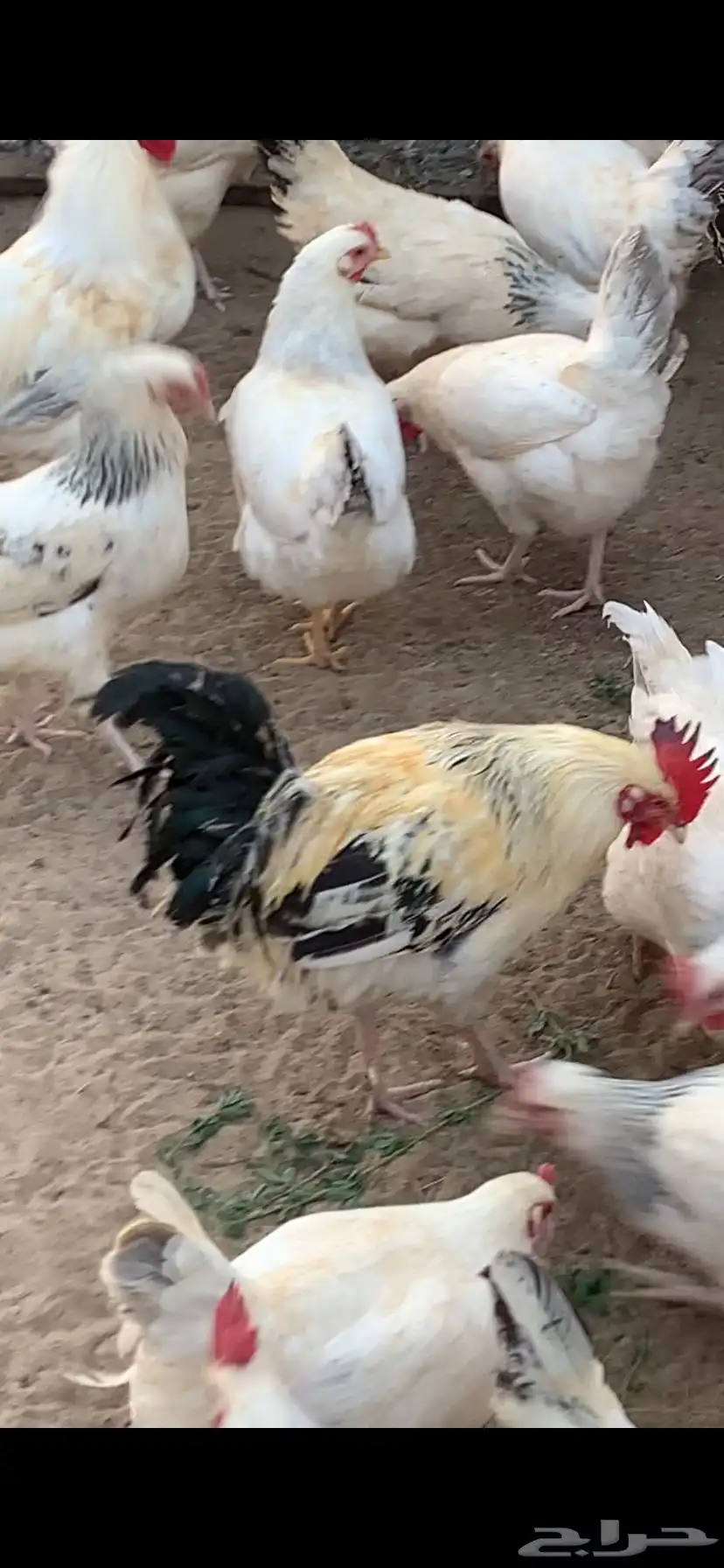 دجاج فرنسي كولمبي 1