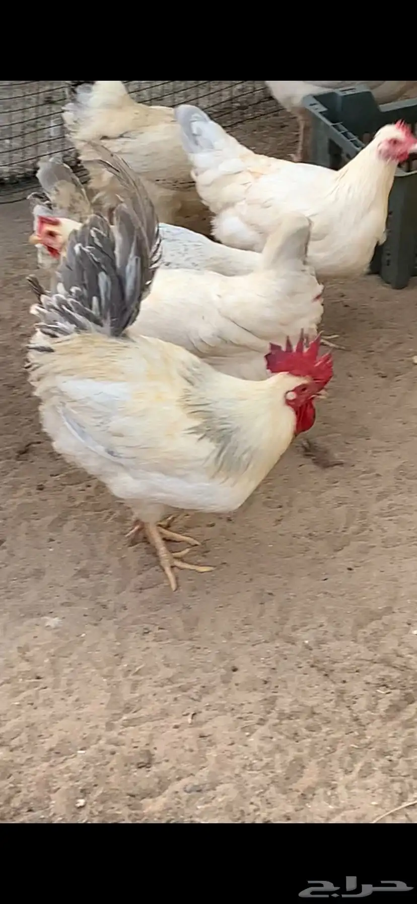 دجاج فرنسي كولمبي 4