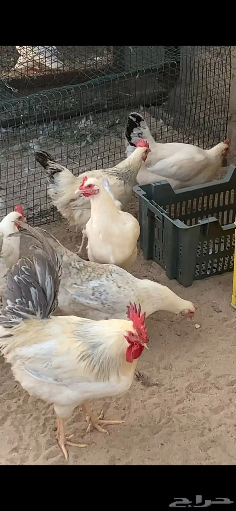 دجاج فرنسي كولمبي 3