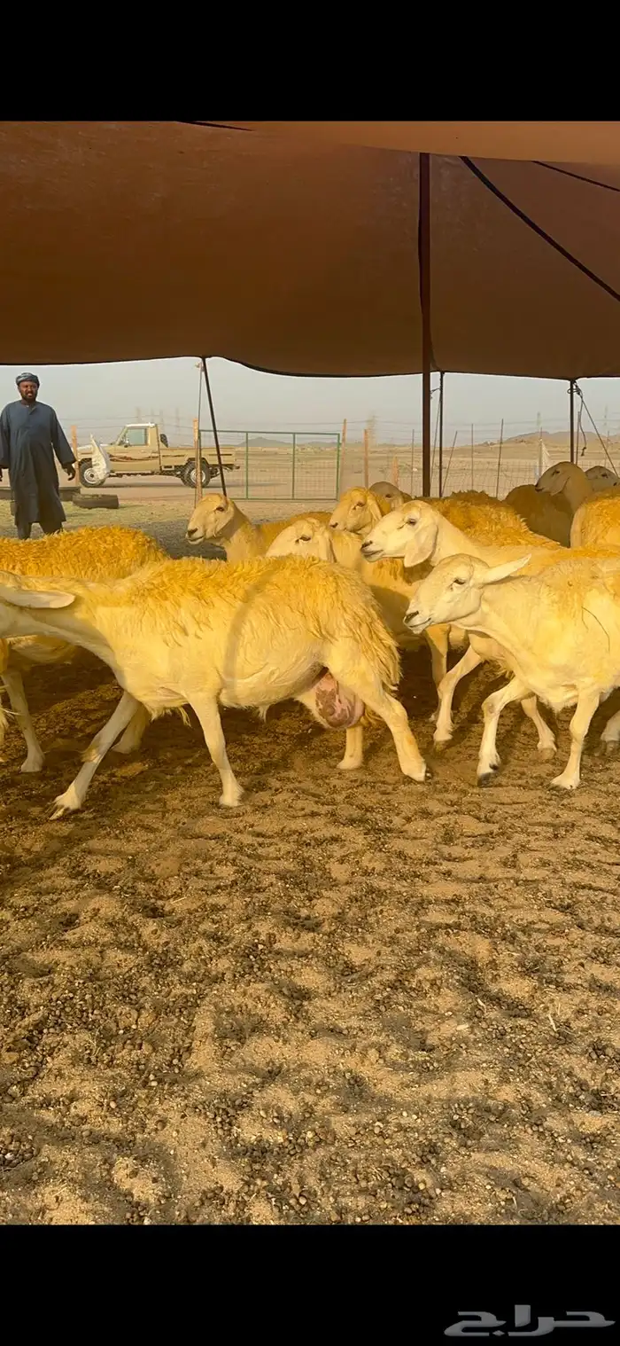 غنم حرية حرش جروم الي يدور للمراح الكفو لا يفوته الزين 69 2