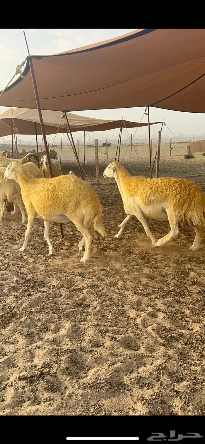 غنم حرية حرش جروم الي يدور للمراح الكفو لا يفوته الزين 69 11