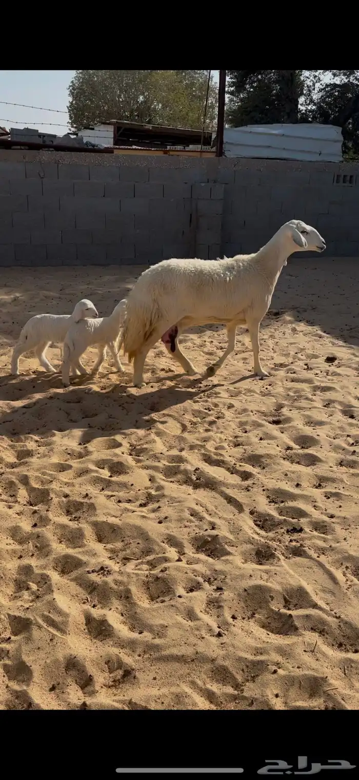 حرشا متاومه 0