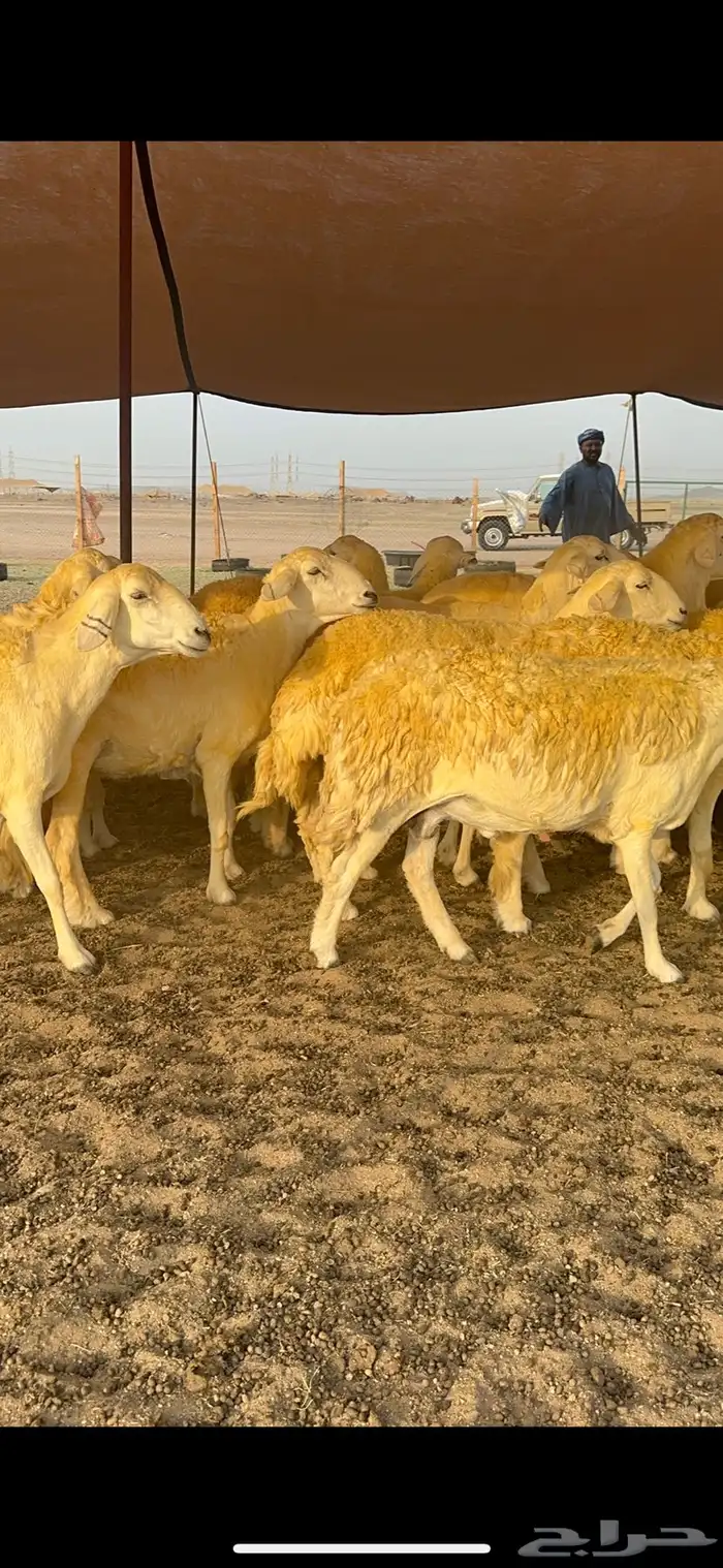 غنم حرية حرش جروم الي يدور للمراح الكفو لا يفوته الزين 69 10