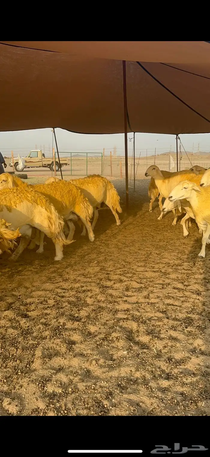 غنم حرية حرش جروم الي يدور للمراح الكفو لا يفوته الزين 69 4