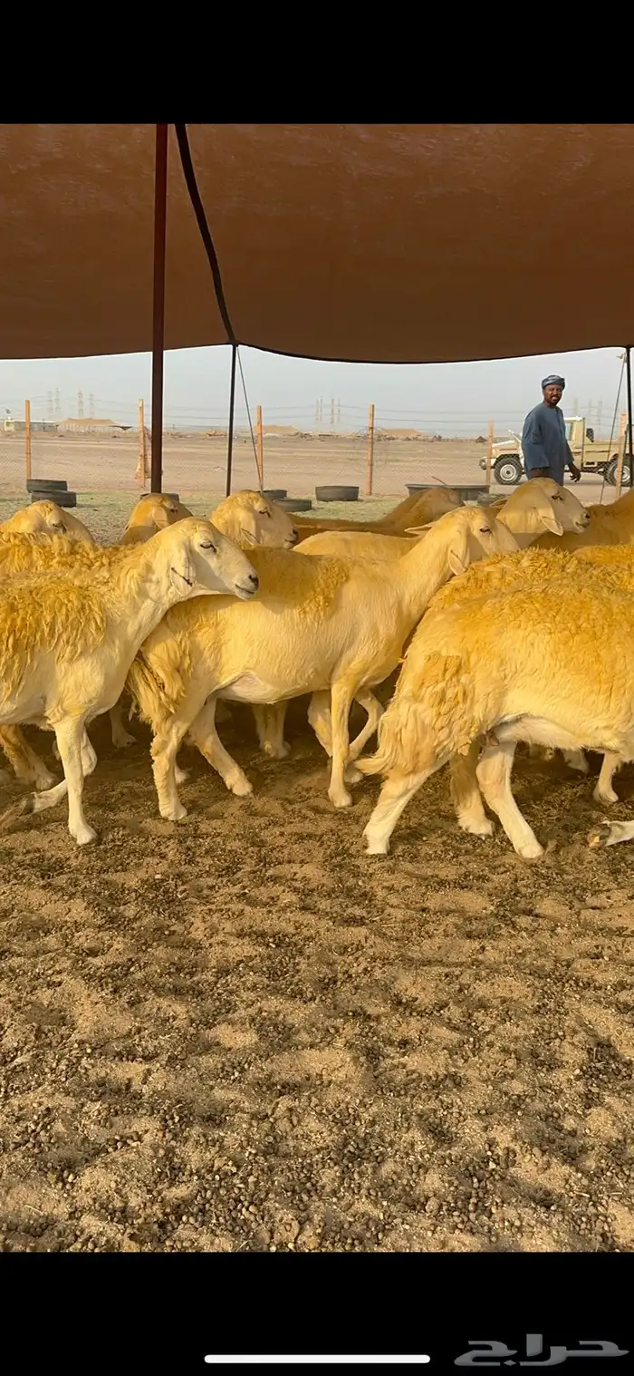 غنم حرية حرش جروم الي يدور للمراح الكفو لا يفوته الزين 69 9