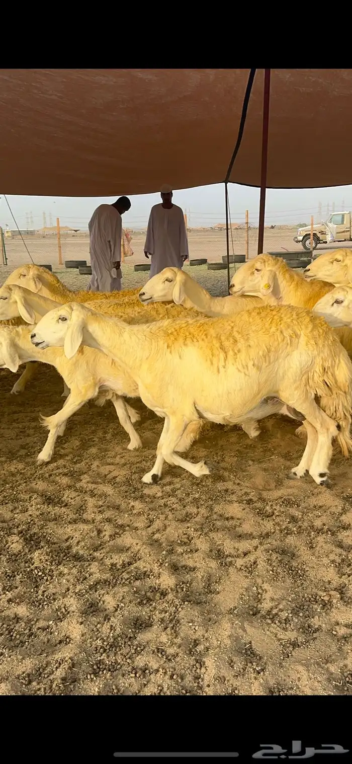 غنم حرية حرش جروم الي يدور للمراح الكفو لا يفوته الزين 69 13