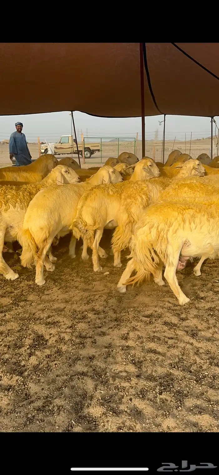 غنم حرية حرش جروم الي يدور للمراح الكفو لا يفوته الزين 69 8