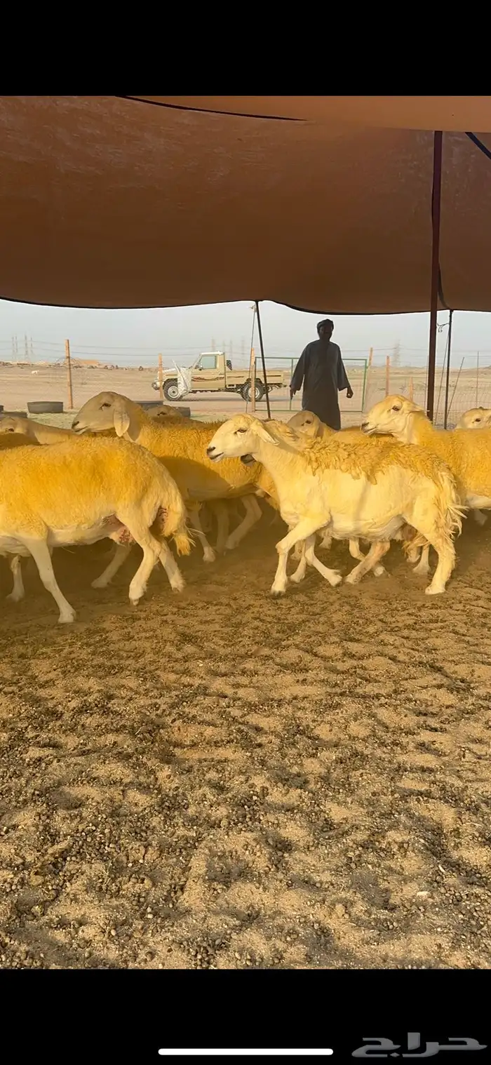 غنم حرية حرش جروم الي يدور للمراح الكفو لا يفوته الزين 69 3