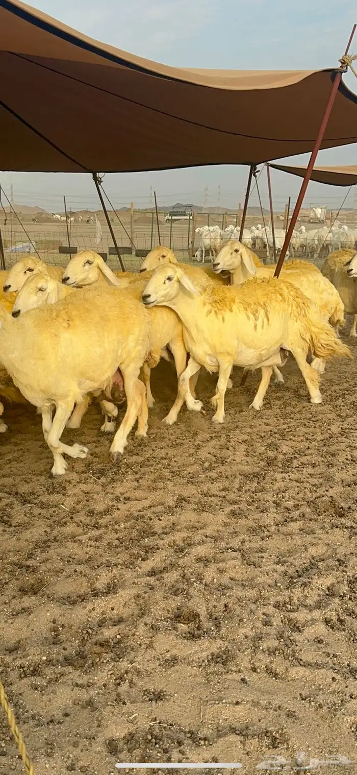 غنم حرية حرش جروم الي يدور للمراح الكفو لا يفوته الزين 69 12