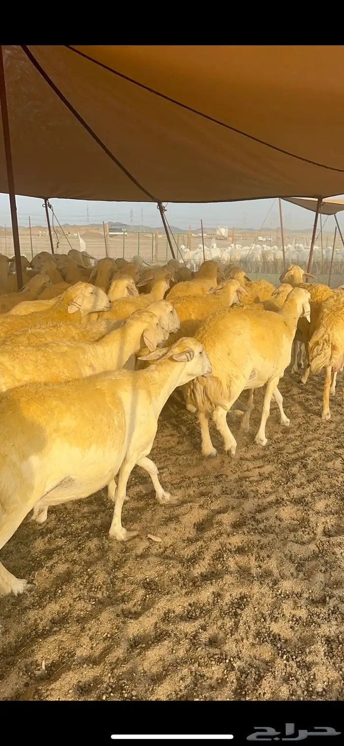 غنم حرية حرش جروم الي يدور للمراح الكفو لا يفوته الزين 69 7