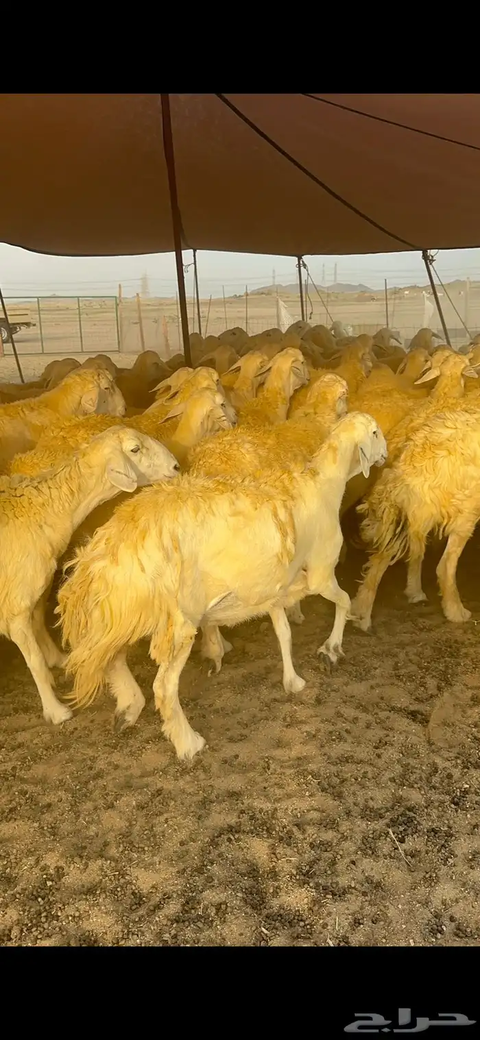 غنم حرية حرش جروم الي يدور للمراح الكفو لا يفوته الزين 69 1