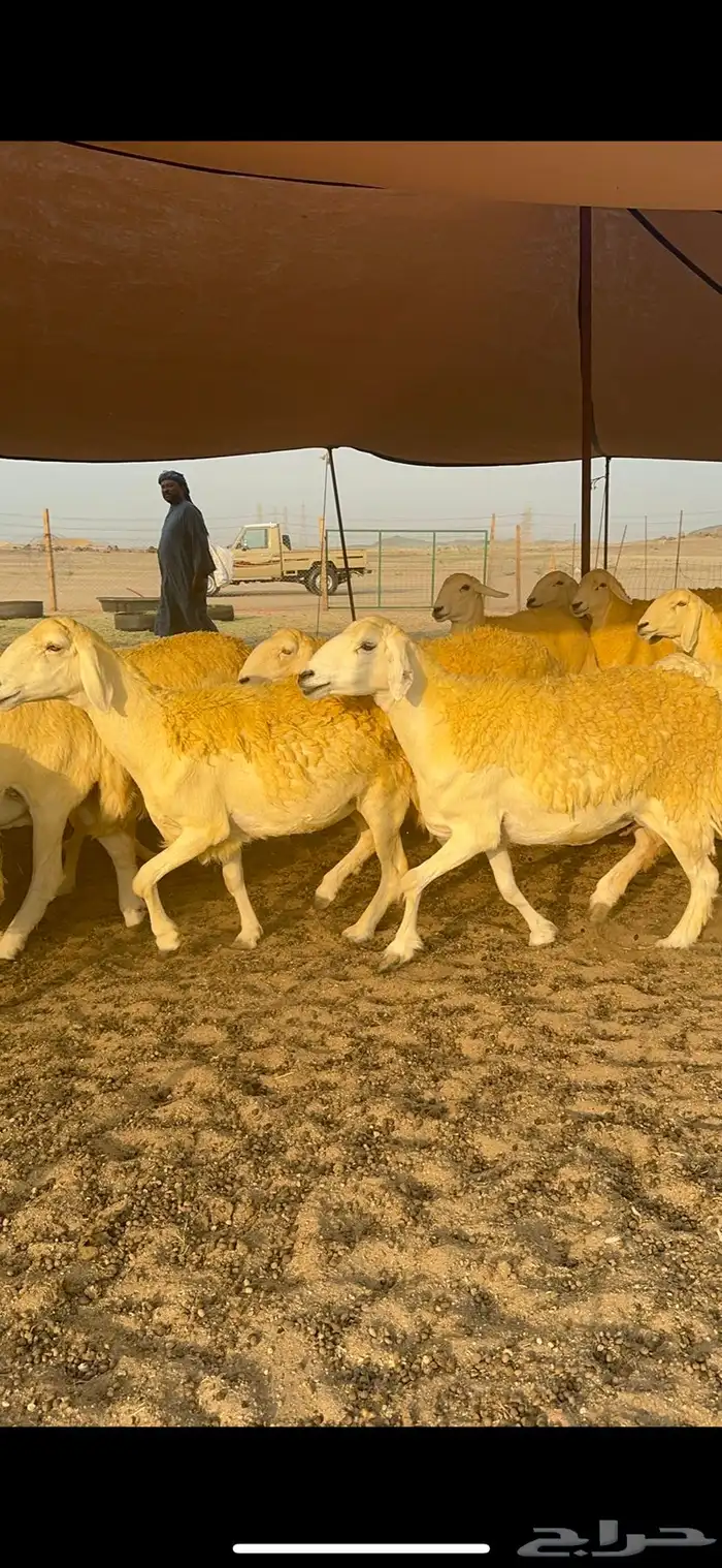 غنم حرية حرش جروم الي يدور للمراح الكفو لا يفوته الزين 69 5