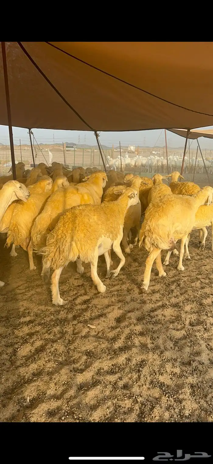 غنم حرية حرش جروم الي يدور للمراح الكفو لا يفوته الزين 69 6