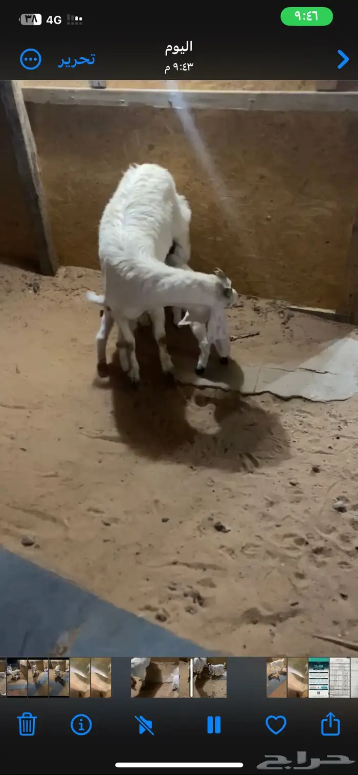 عنز بيضا مشروكه متبع ب تيس وجفره 1