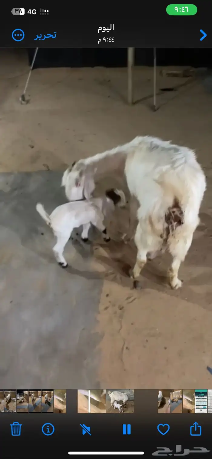 عنز بيضا مشروكه متبع ب تيس وجفره 3