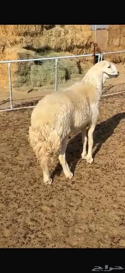 فحل حري صنف 2