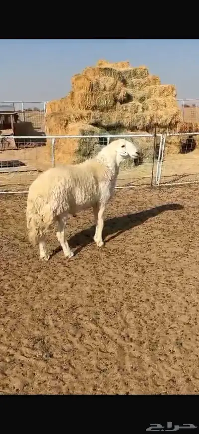 فحل حري صنف 1