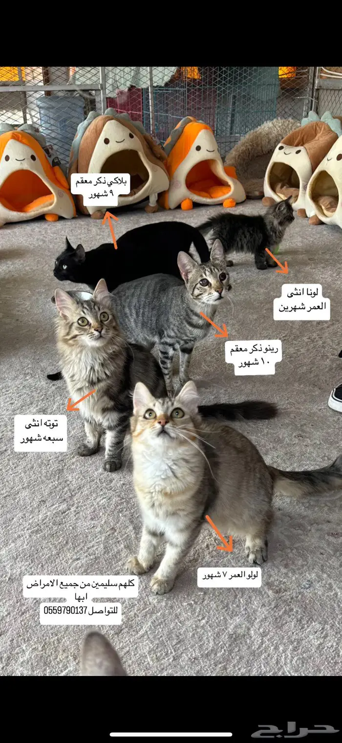 قطط للتبني 0