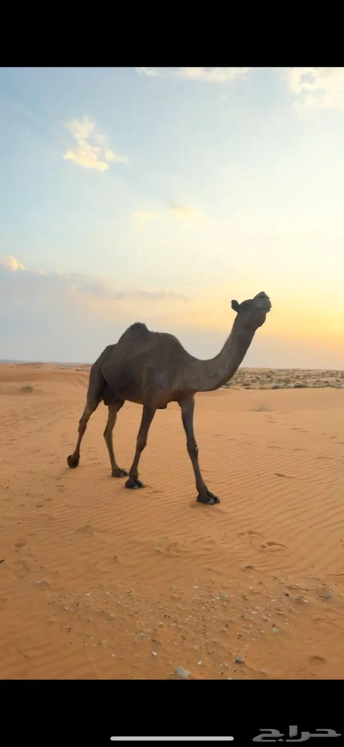 المجهم الرفيعه 0