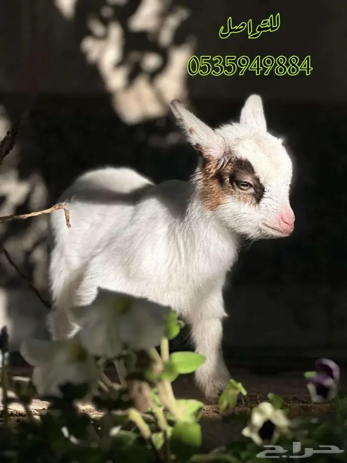 ماعزقزم جفرة 0