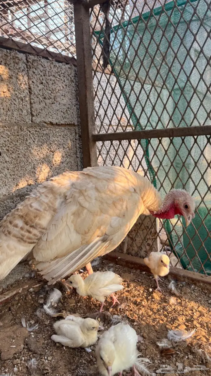 دجاج رومي شرط منتج 7