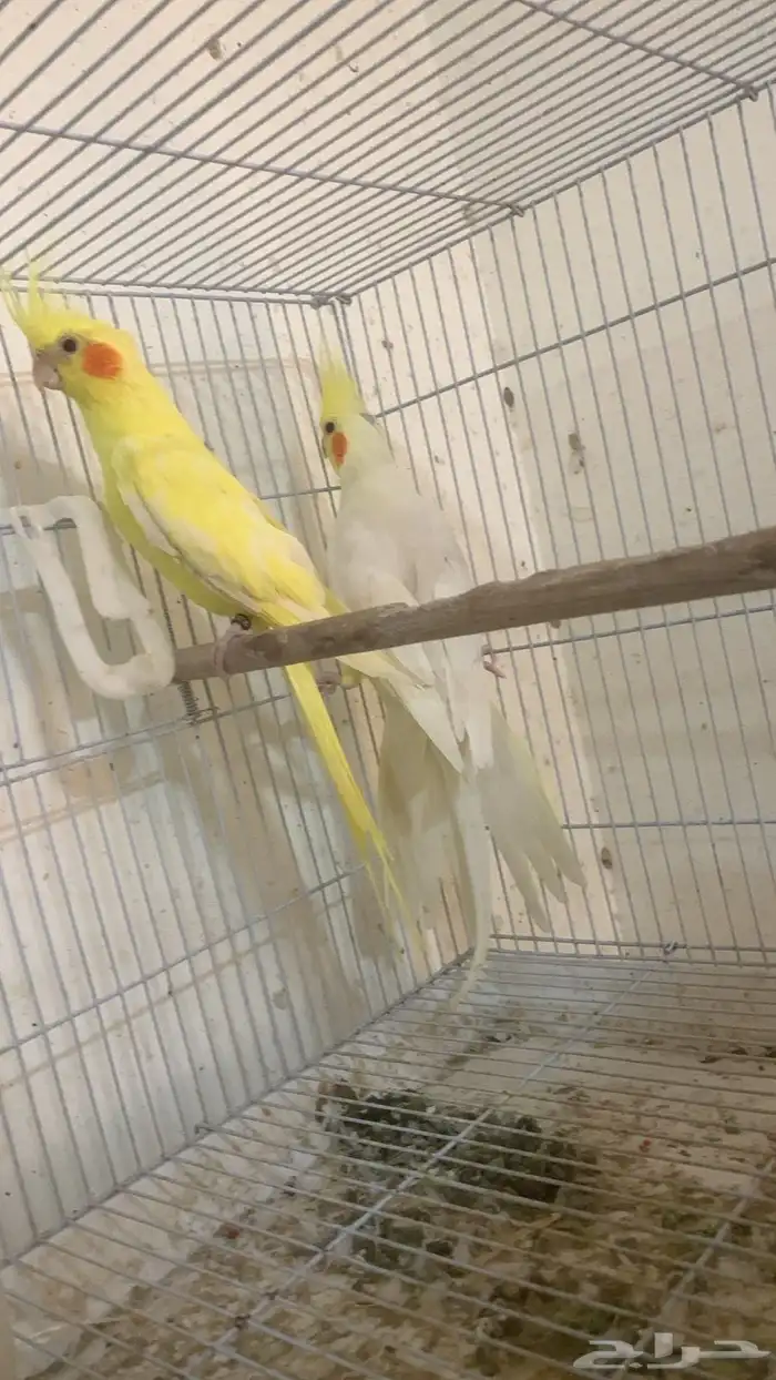 جوز كروان منتج 0