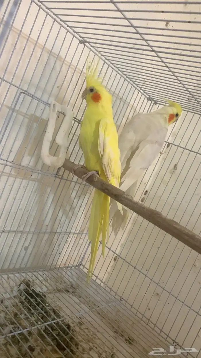 جوز كروان منتج 1