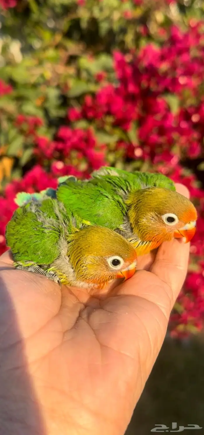 فروخ فيشر 0