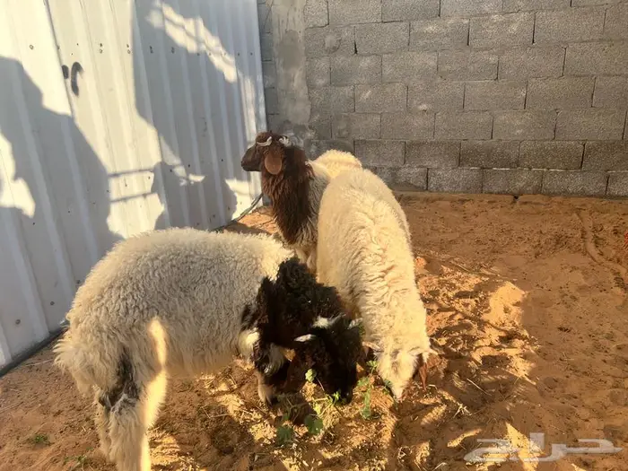 هرافي نعيم 1
